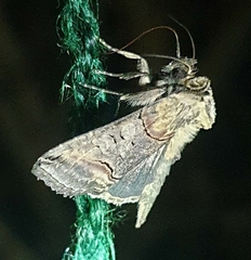 Abrostola tripartita