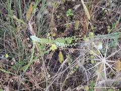 Reseda virgata