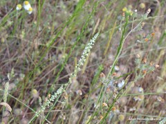 Reseda virgata