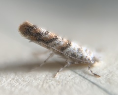 Cameraria hamadryadella