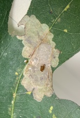 Cameraria hamadryadella