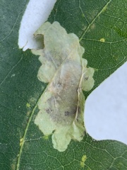 Cameraria hamadryadella