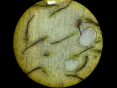 Dicranella cerviculata