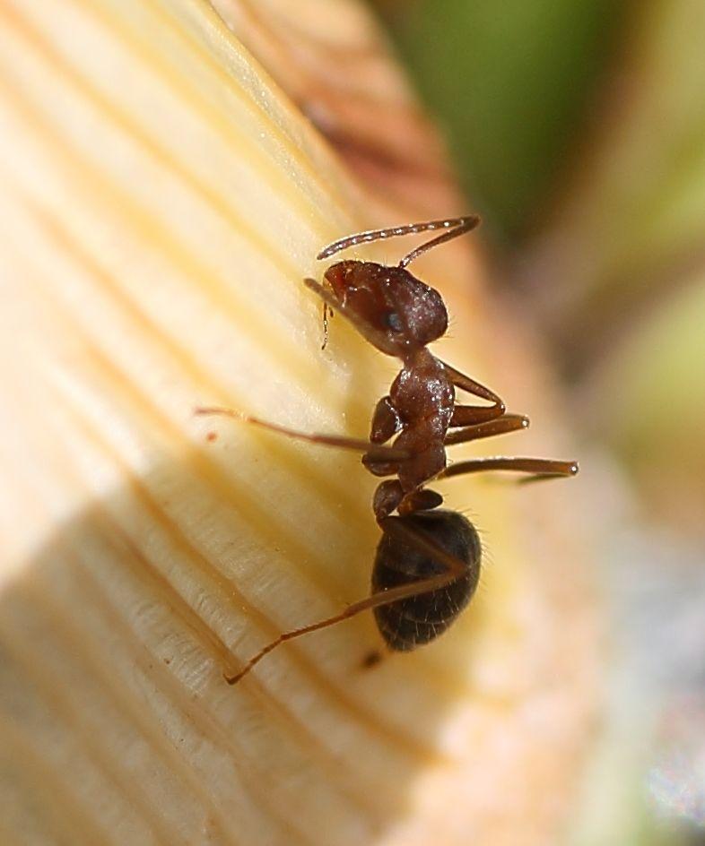Chestnut Pugnacious ant