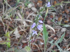 Campanula rapunculus