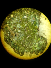 Dicranella cerviculata