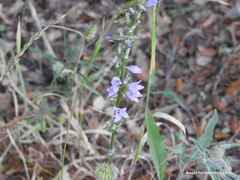 Campanula rapunculus
