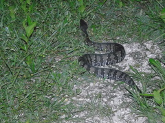 Agkistrodon russeolus