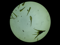 Dicranella cerviculata