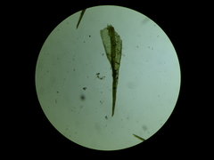Dicranella cerviculata