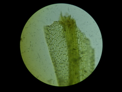 Dicranella cerviculata