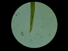 Dicranella cerviculata