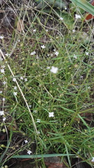 Oldenlandia herbacea