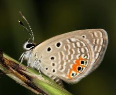 Freyeria trochylus