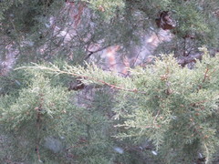Juniperus chinensis