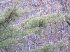 Juniperus chinensis