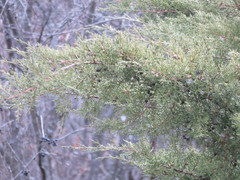Juniperus chinensis