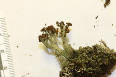 Cladonia cariosa