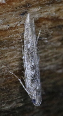 Batrachedra praeangusta