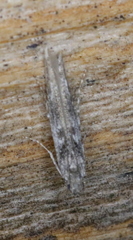 Batrachedra praeangusta