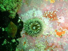 Anthopleura michaelseni