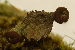 Cladonia rei