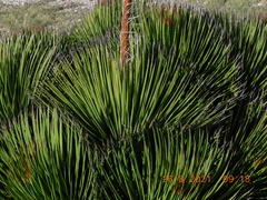 Agave striata striata