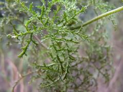 Pelargonium denticulatum