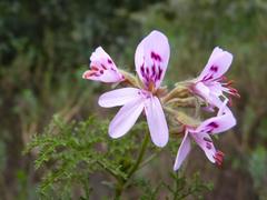 Pelargonium denticulatum