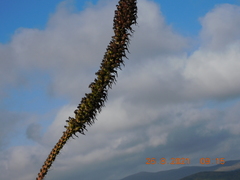 Agave striata striata