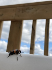 Nicrophorus hebes