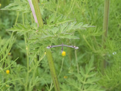 Anstenoptilia