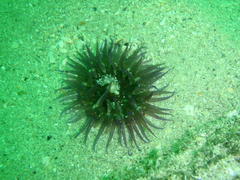 Anthopleura michaelseni