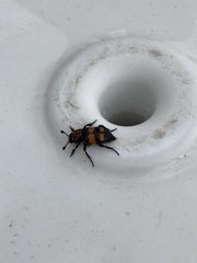 Nicrophorus hebes