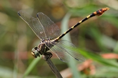 Phyllogomphoides stigmatus