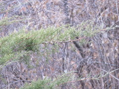 Juniperus chinensis