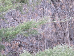 Juniperus chinensis