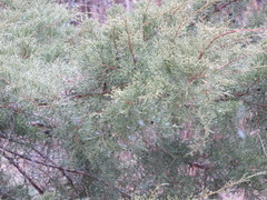 Juniperus chinensis