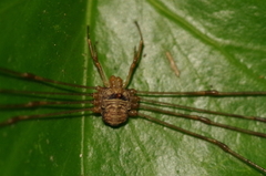 Dicranopalpus ramosus