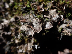 Peltigera lepidophora