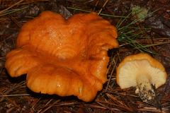 Lactarius croceus