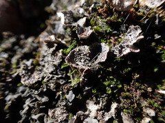 Peltigera lepidophora