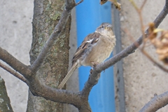 Passer domesticus