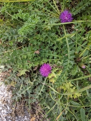 Cirsium acaule