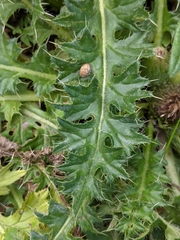 Cirsium acaule