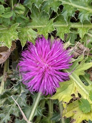 Cirsium acaule