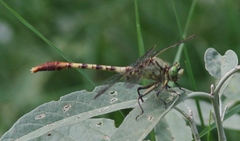 Arigomphus submedianus