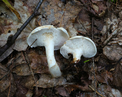Hydnum albidum