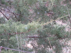 Juniperus chinensis