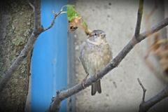 Passer domesticus